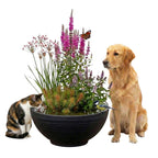 PET POND Buiten Waterbak Drinkbak voor Hond Kat Vogels