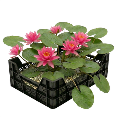 Roze Waterlelie Vijverkrat