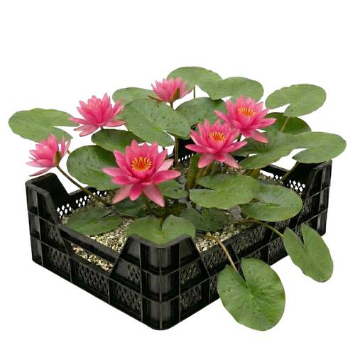 Roze Waterlelie Vijverkrat