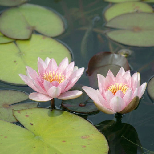 Roze Dwergwaterlelie