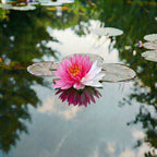 Nymphaea Fairytale