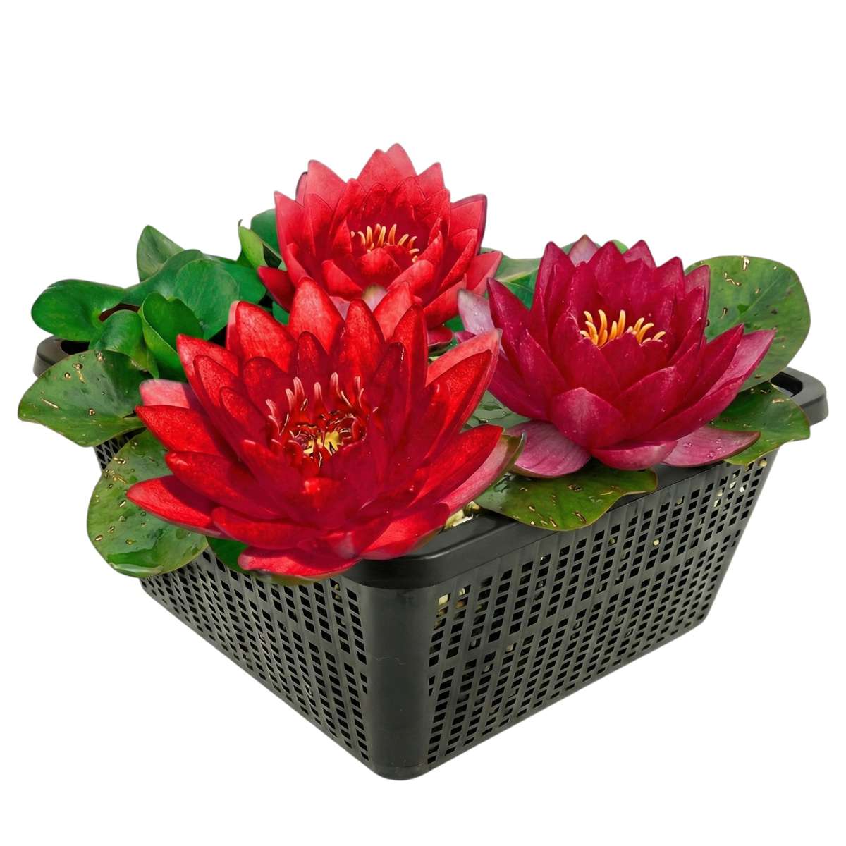 Nymphaea Petroula