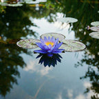 Nymphaea Blue Queen