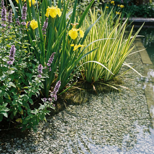 Helofyten Planten 2-3 m2