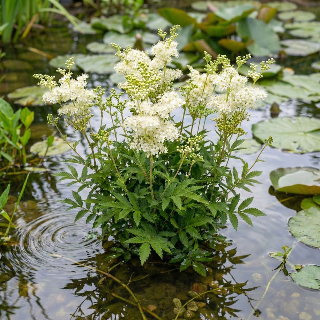 Moerasspirea