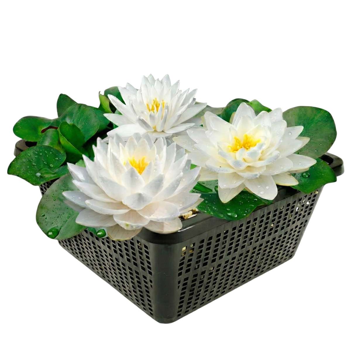 Nymphaea Bambi
