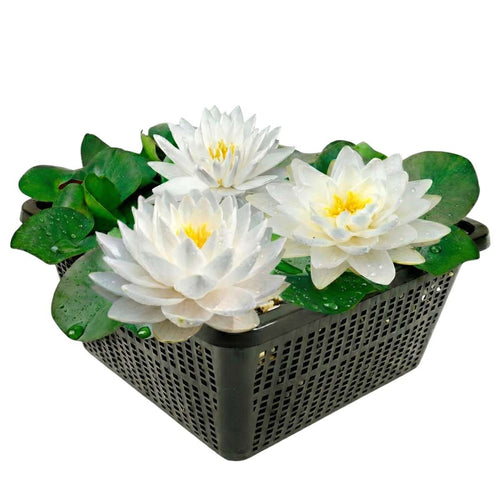 Nymphaea Bambi