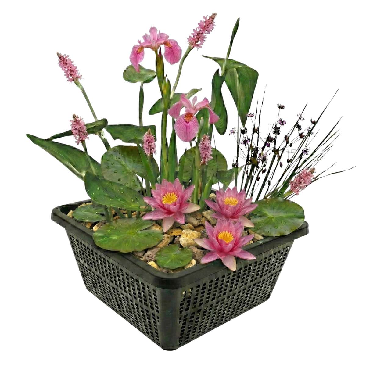 Mini vijverset Roze
