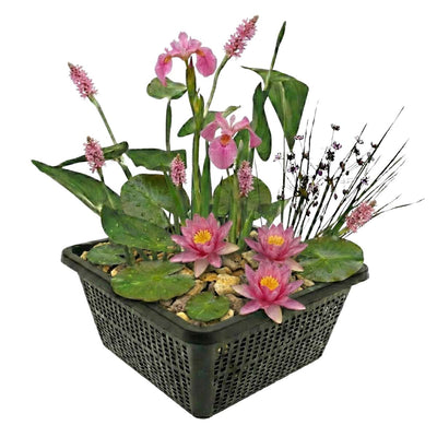 Mini vijverset Roze
