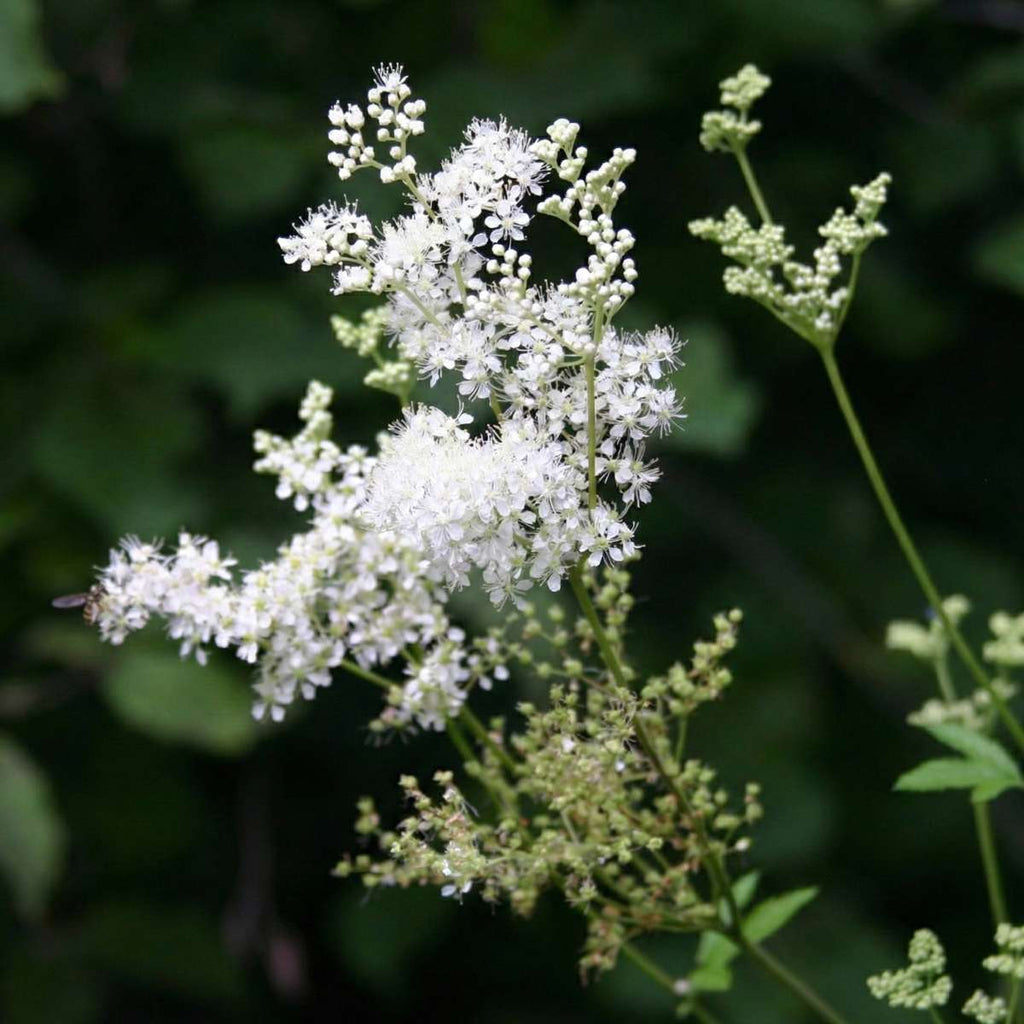 Moerasspirea