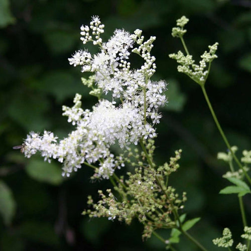 Moerasspirea