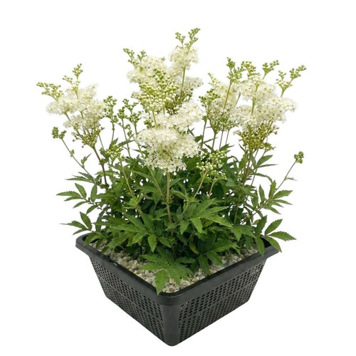 Moerasspirea