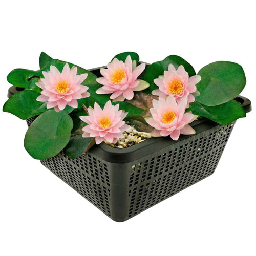 Roze Dwergwaterlelie