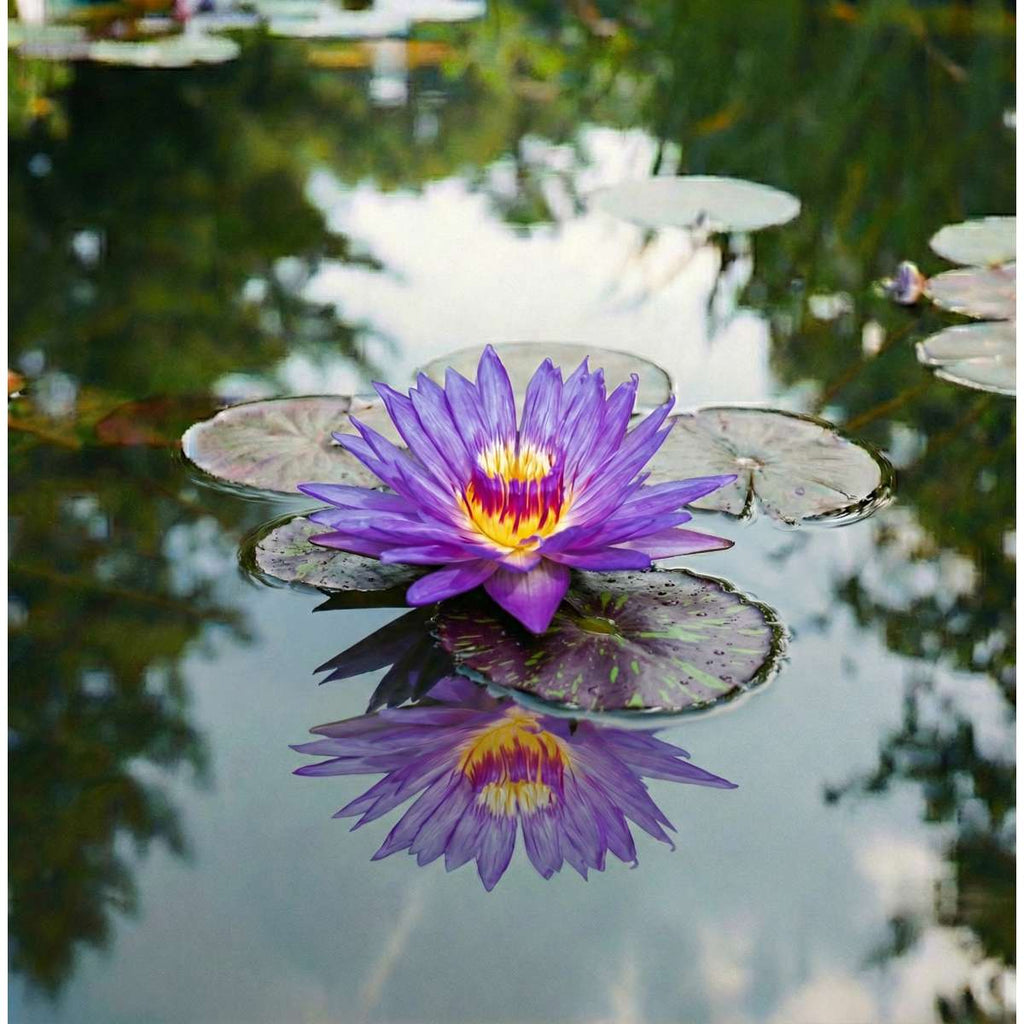 Nymphaea Purple Rain
