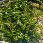 Waterpest 50 planten