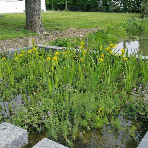 Inheems Filterplanten Pakket 2-3 m2