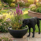 PET POND Buiten Waterbak Drinkbak voor Hond Kat Vogels