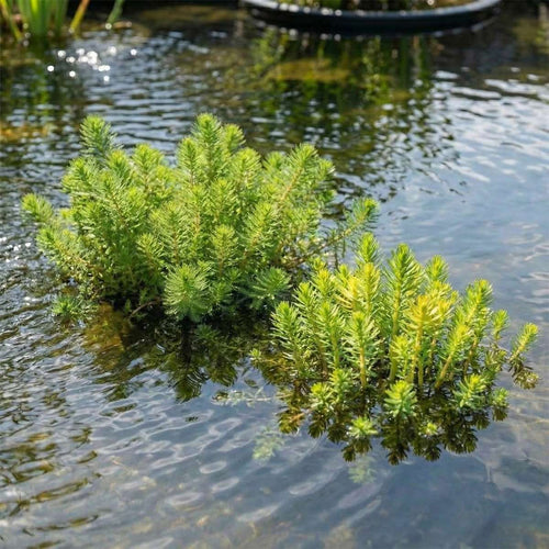 Zuurstofplanten Vijverkratten 4 stuks