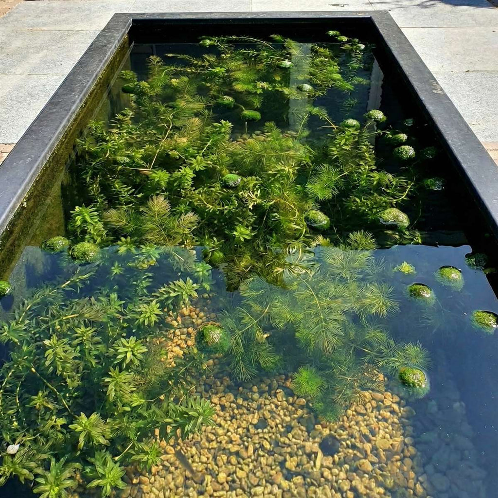 Spiegelvijver Onderwaterplanten 3.500-6.000L