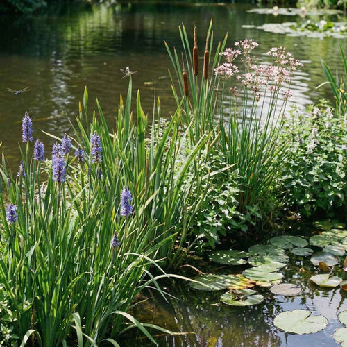 Waterplanten Vijverkratten 4 stuks