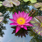 Nymphaea Cornancy