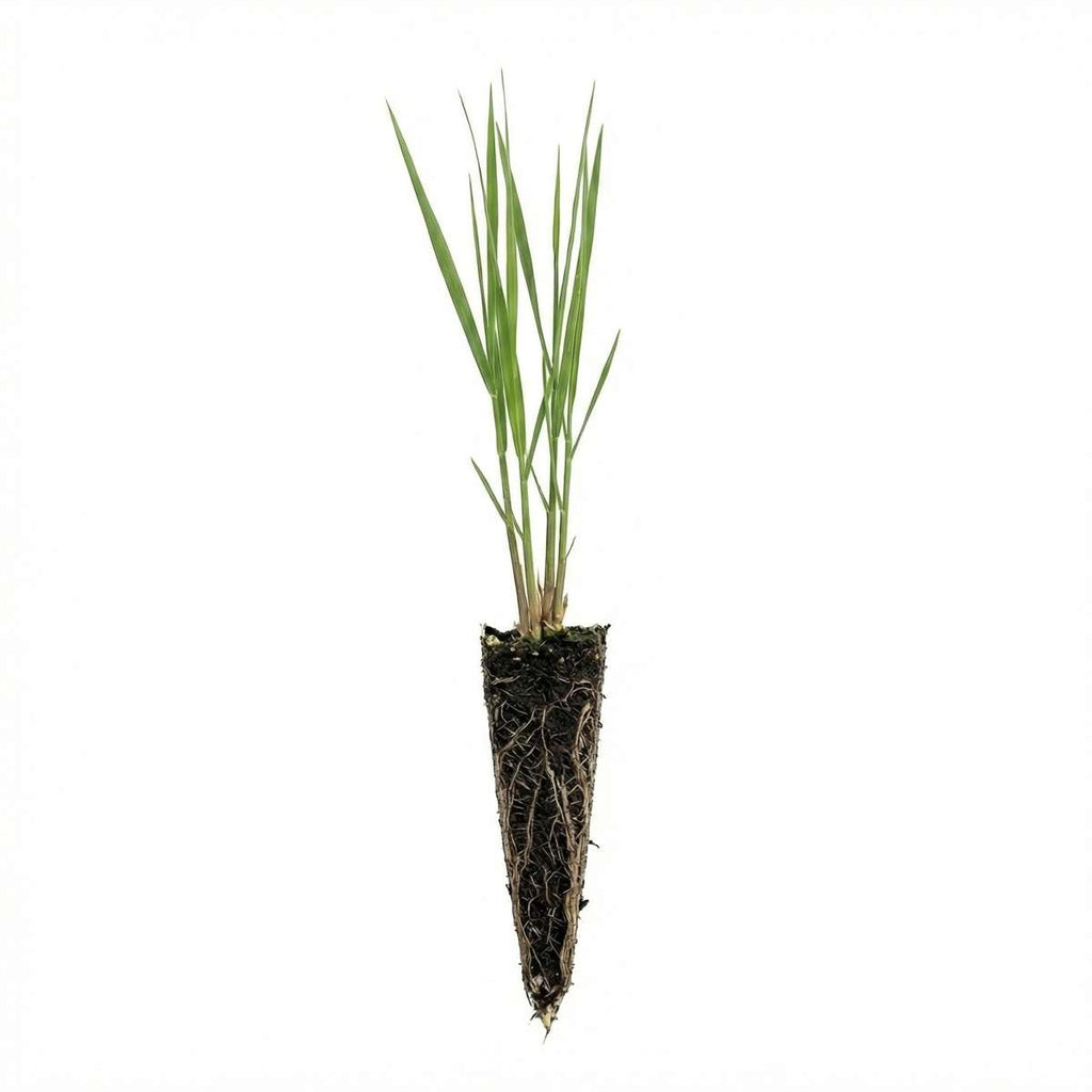 Riet 1000 planten