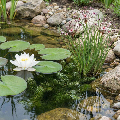 Inheemse Vijverplanten
