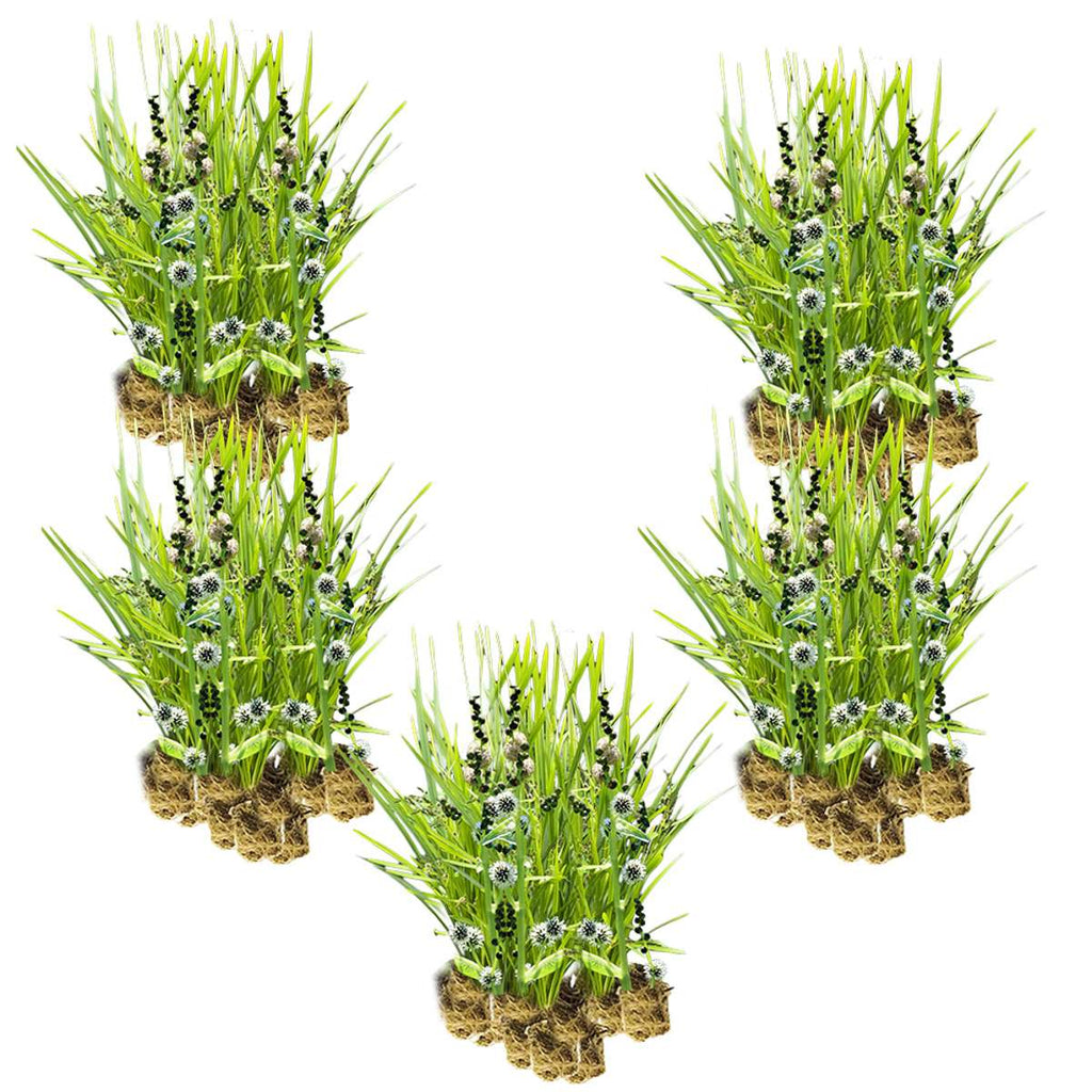 Egelskop 100 planten