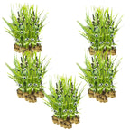 Egelskop 100 planten