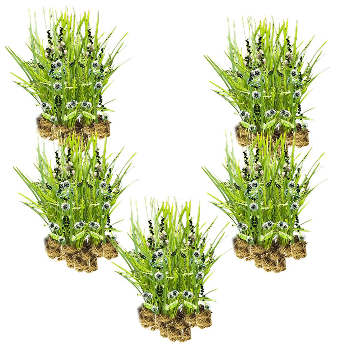Egelskop 100 planten