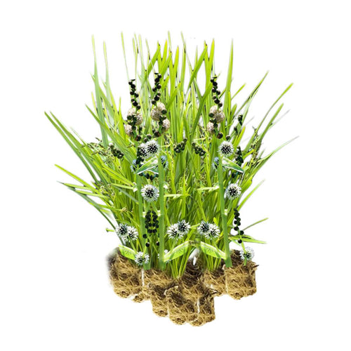 Egelskop 15 planten