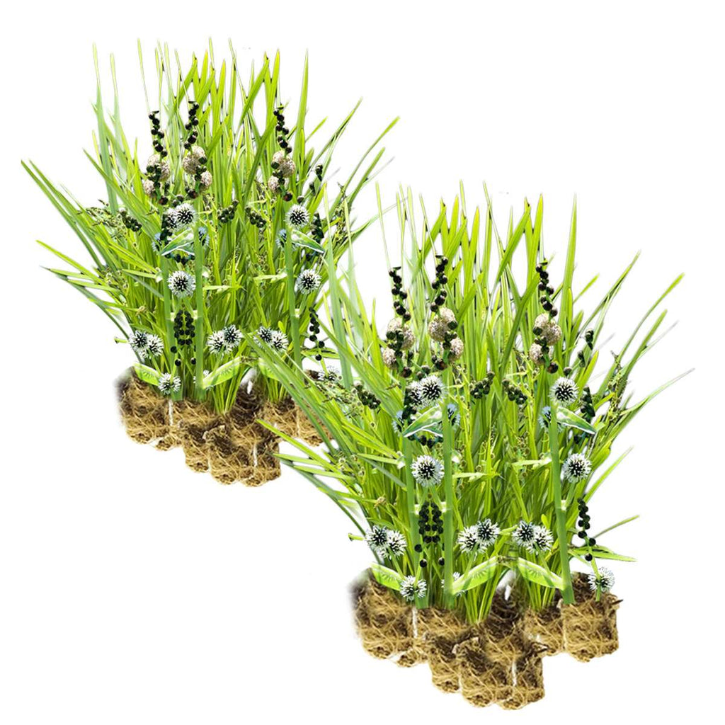 Egelskop 30 planten