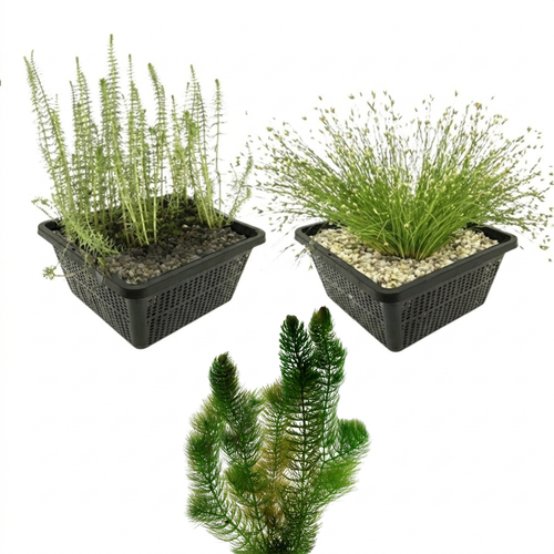 Inheemse Zuurstofplanten Onderwaterplanten