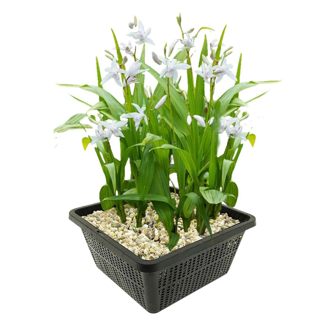 Witte Aardorchidee