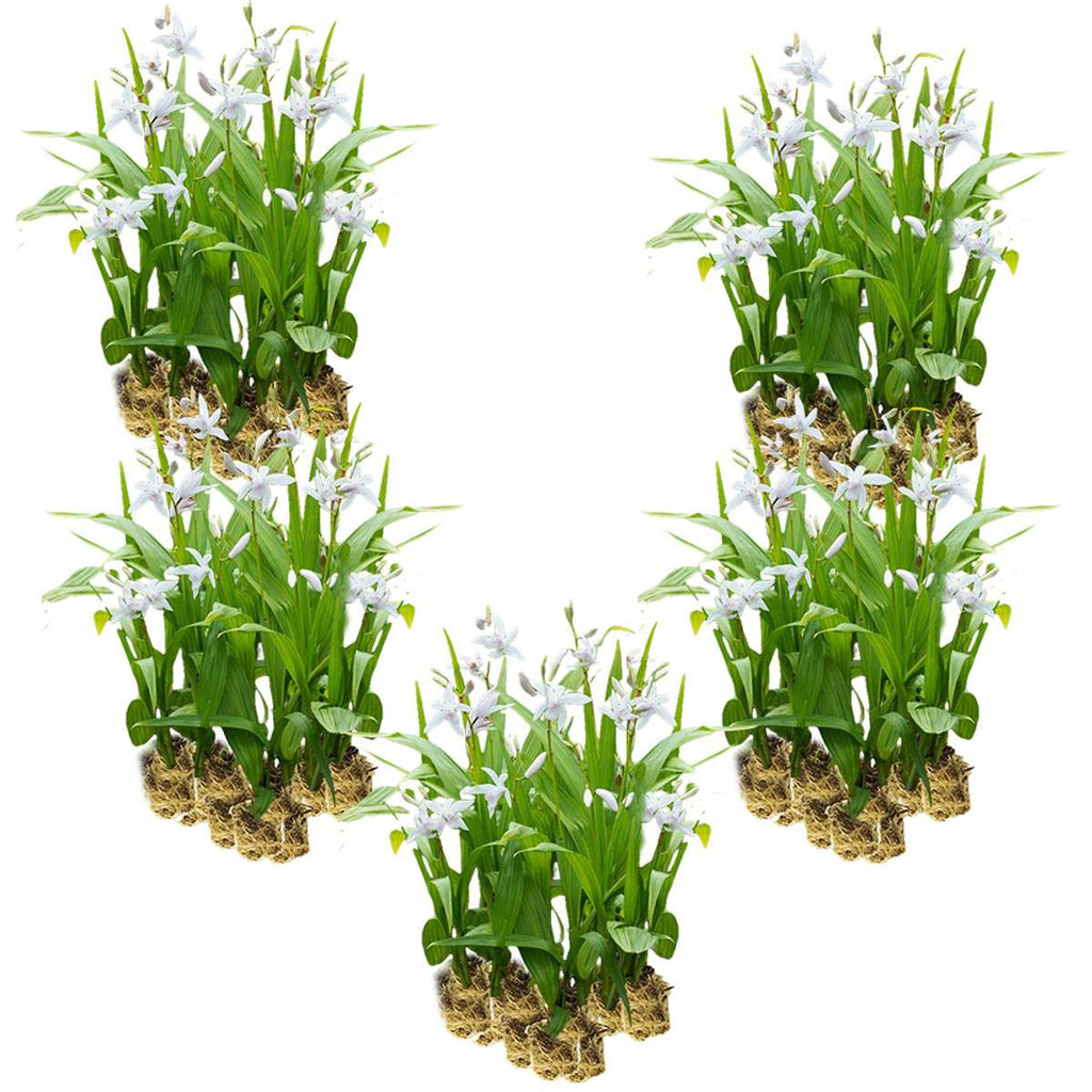 Witte Aardorchidee 100 planten