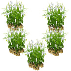 Witte Aardorchidee 100 planten