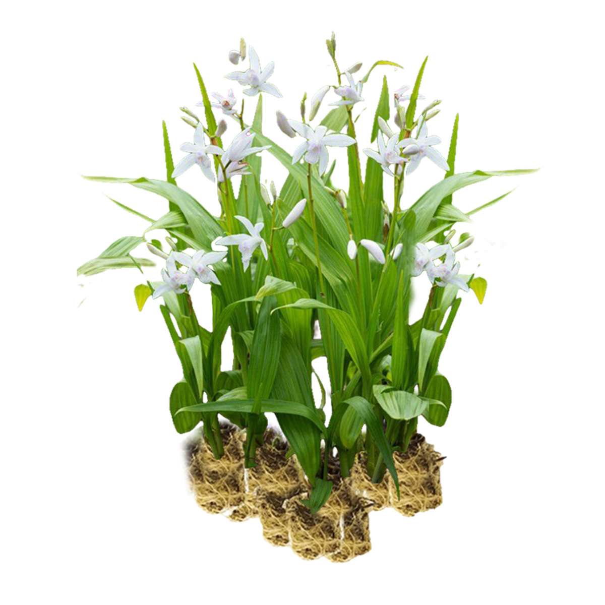Witte Aardorchidee 15 planten