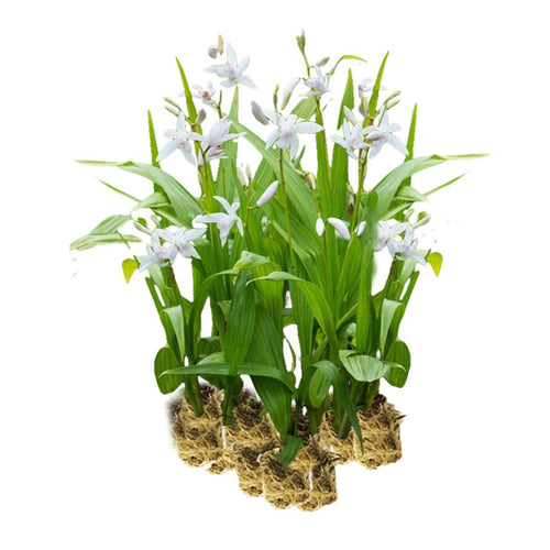 Witte Aardorchidee 15 planten