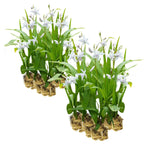 Witte Aardorchidee 30 planten