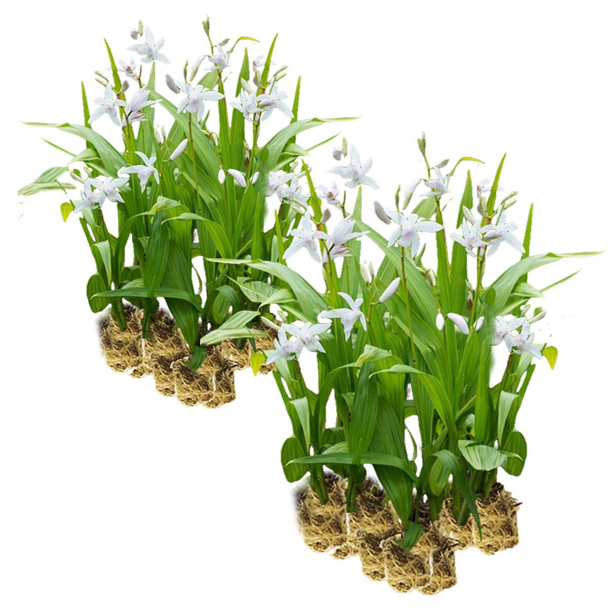 Witte Aardorchidee 30 planten