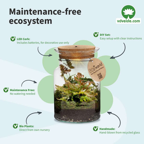 Ecosysteem Plant
