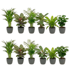 Luchtzuiverende Planten Antraciet 12