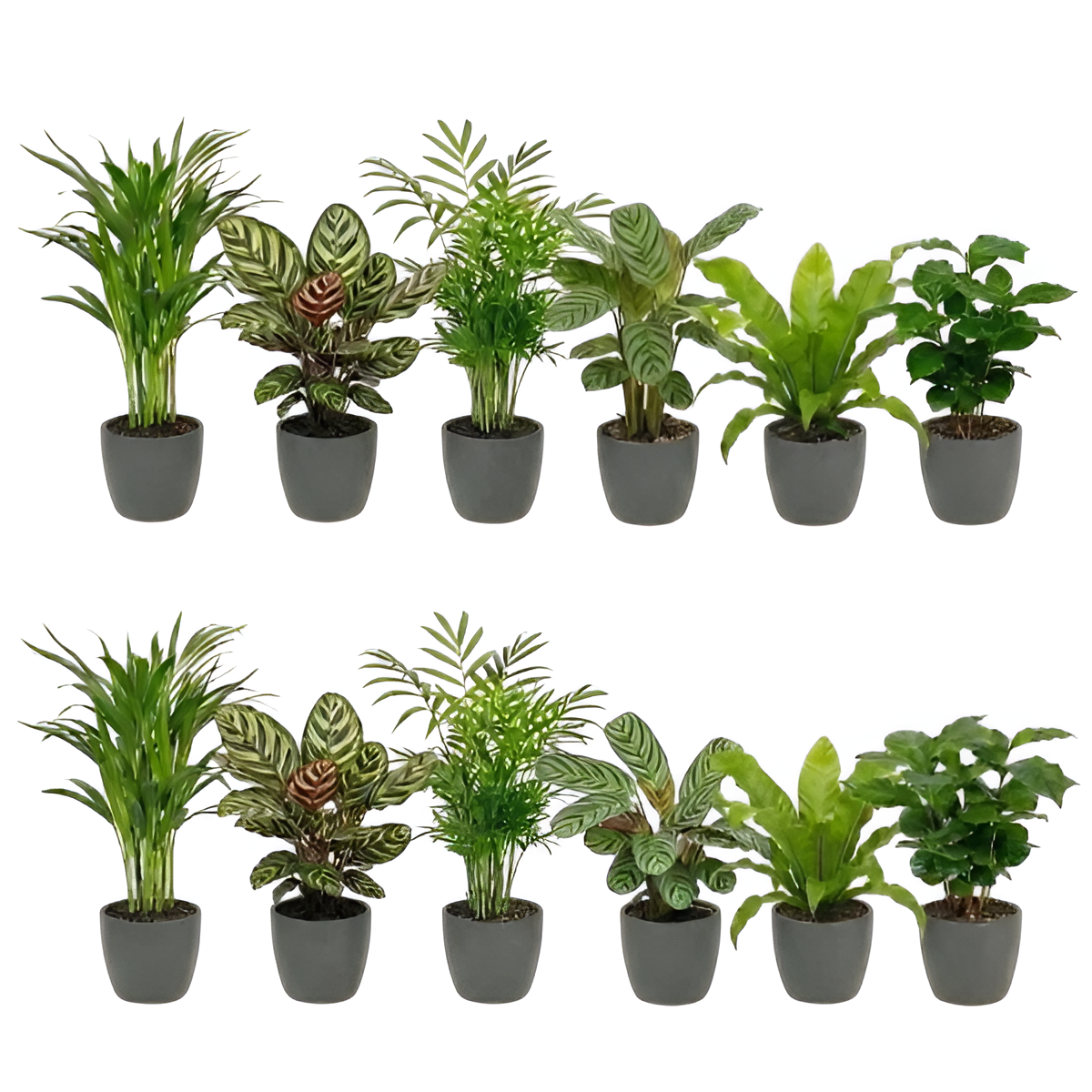 Luchtzuiverende Planten Antraciet 12