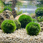 Mosballen 50 planten