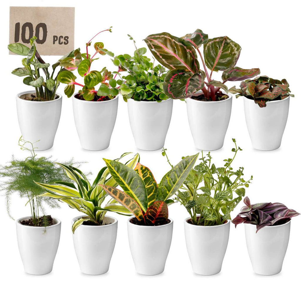 Mini Plantjes met Potjes 100