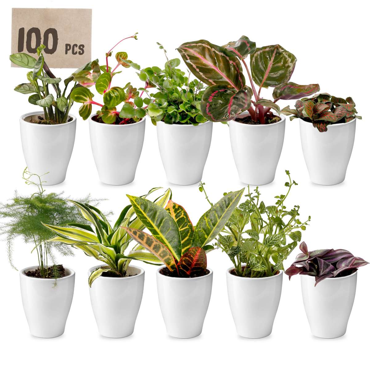 Mini Plantjes met Potjes 100