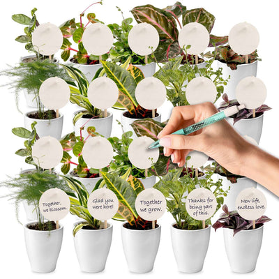 Giveaway Mini Plantjes 20