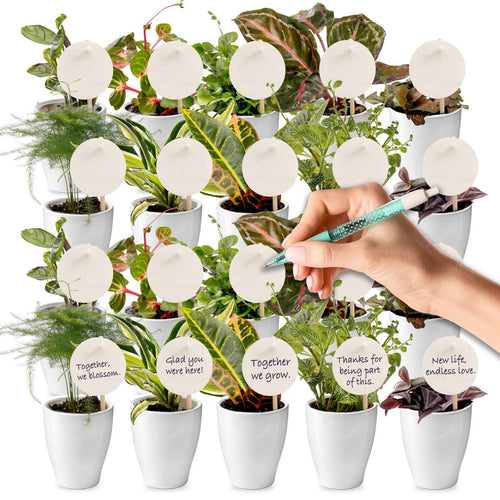 Giveaway Mini Plantjes 20