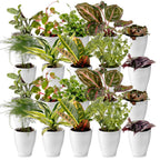 Mini Plantjes met Potjes 20