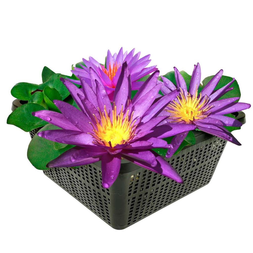 Nymphaea Purple Rain